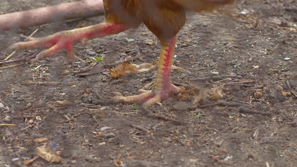 Hen In Farm 9