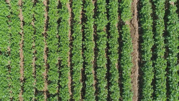 Green trees growing in field in rows