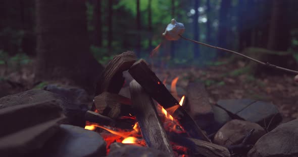 Bright Flame of Burning Bonfire in Dark on Background of Pine Forest in Evening at Sunset of Day in