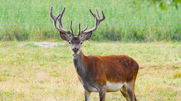 Deer with Big Horns in the Natural Environment Protection of Nature Concept