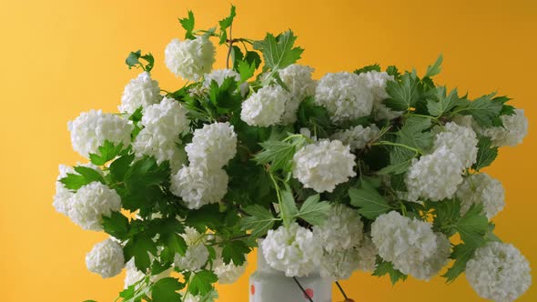 White Spherical Flowers of Snowball Tree