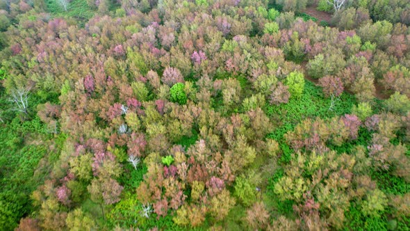 Drone fly over Wild Himalayan Cherry Blossom (Prunus cerasoides)