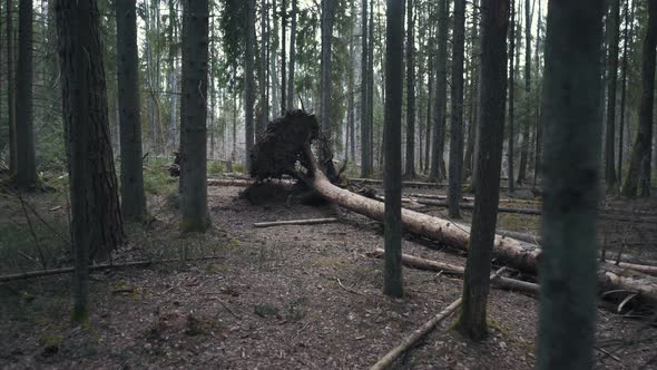 Tree Has Fallen Down After Storm. 4K Stedicam Shot. A Large Tree Fell in the Forest After a Hurrican