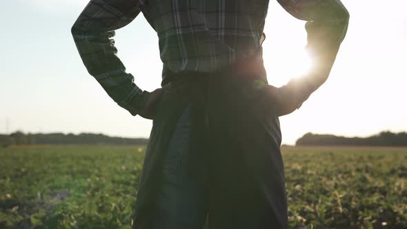 A young farmer in a soybean field inspects his land with admiration.