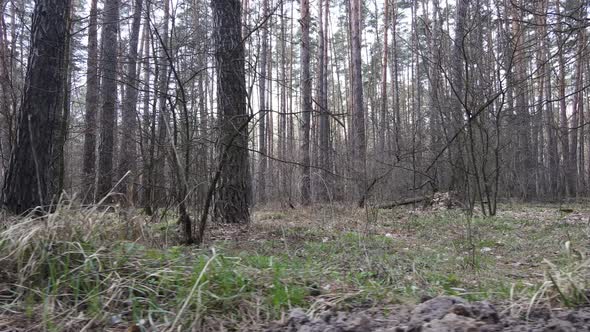 Forest Landscape Aerial View Slow Motion