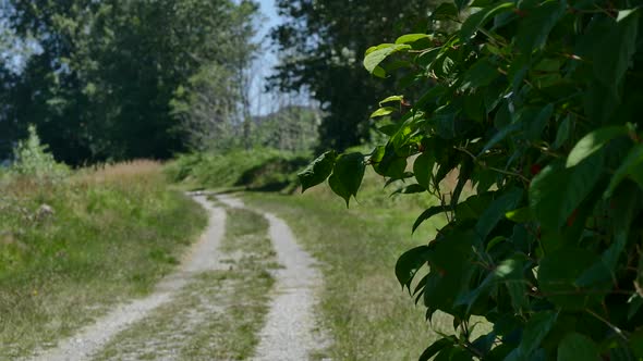 Countryside Road and Wild Trees