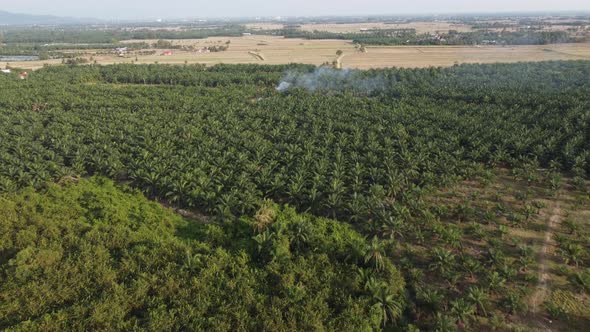 Drone view burning of crop in oil palm plantation