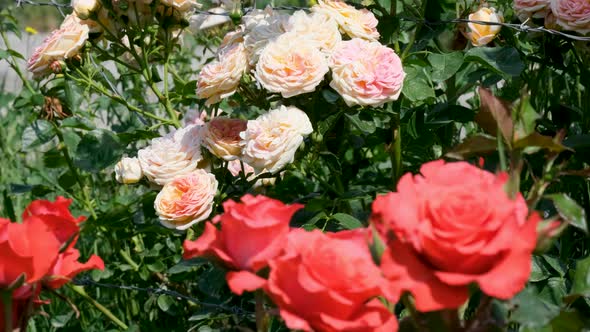 Beautiful delicate picturesque bush blooming roses on a summer day in the park. Rose garden.