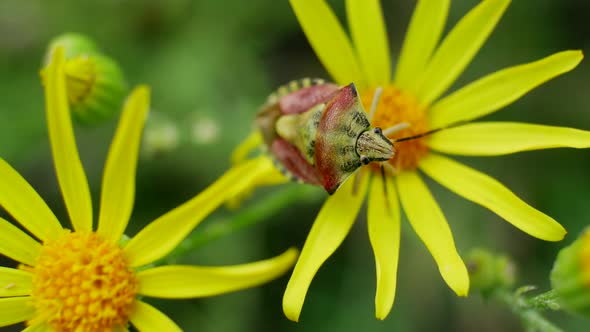 Yellow Red Beetle Sits on Yellow Flowers in Wild Field