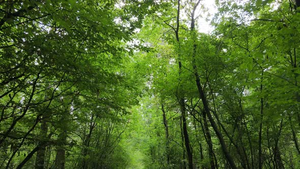 Forest with Trees on a Summer Day Slow Motion