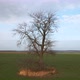 Single Tree in the Field, Aerial View - VideoHive Item for Sale