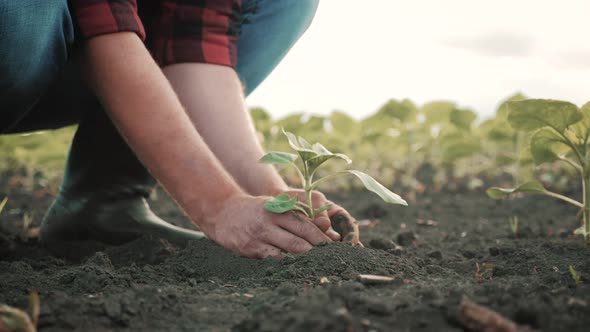 Farmer Working in Field in Morning Hand Holding Leaf of Cultivated Plant