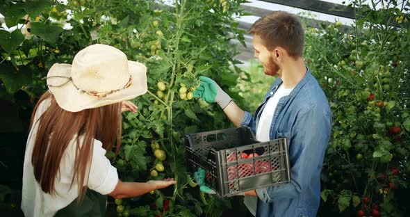 Couple Harvesting Tomatoes in Greenhouse