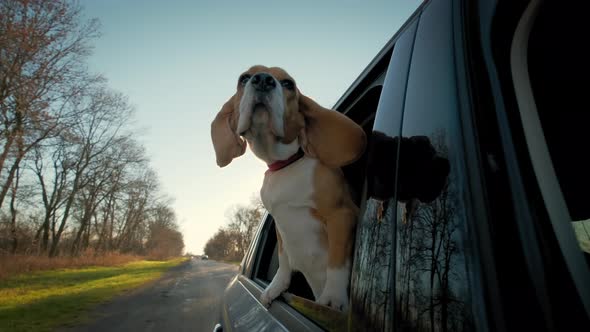 A Curious Beagle Dog Looks Out the Car Window Which Rides Through a Small Town