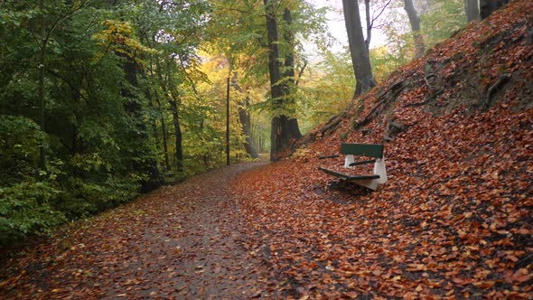 autumn parkbench in the forest
