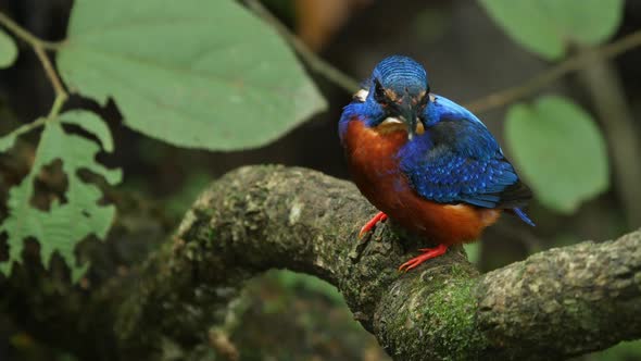 Blue Eared Kingfisher Male bird sits on its mossy perch during the monsoon season waiting