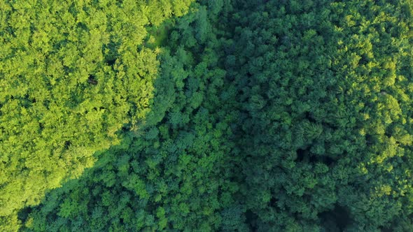 Aerial Top View of Green Deciduous Forest on a Summer Day