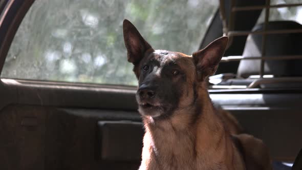 Dog Is Barking Inside a Luggage Boot.