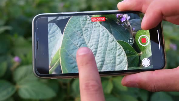 Soybean Leaf Close Up Green Soybean Field