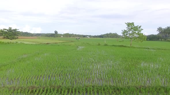 Aerial View of Rice Fields in the Philippines