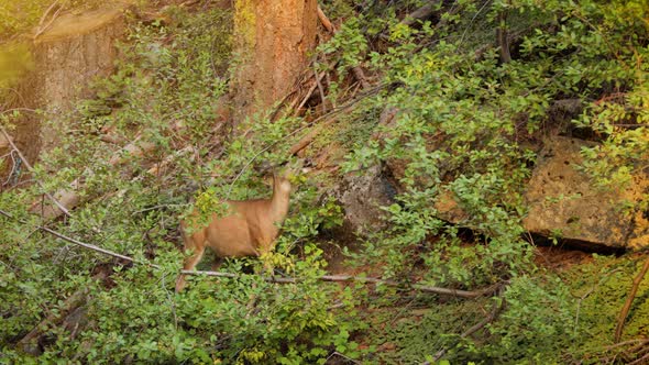 Mule Deer grazing in the forest in Kings Canyon National Park