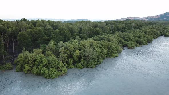 Aerial view mangrove forest with egret birds during low tide at Penang.