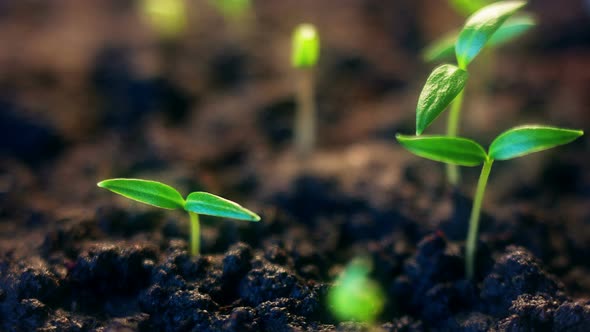 Time Lapse of Vegetable Seeds Growing or Sprouting From the Ground