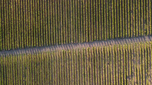 Aerial View of Vineyards Field Plantation on Sunset