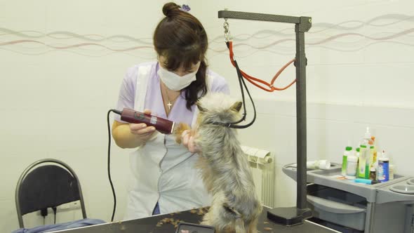 Dog in Pet Grooming Salon