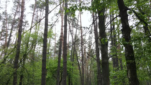 Summer Forest with Pine Trees Slow Motion