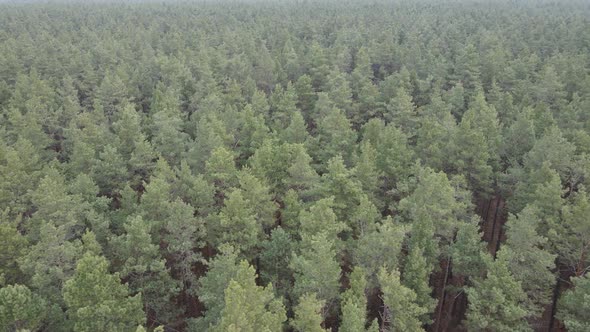 Trees in a Pine Forest During the Day Aerial View