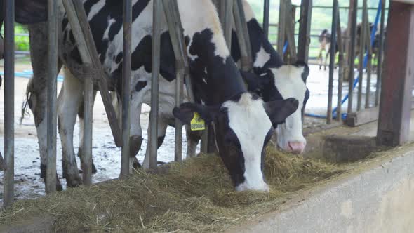 Local countryside dairy cows farming, animal stall natural environment