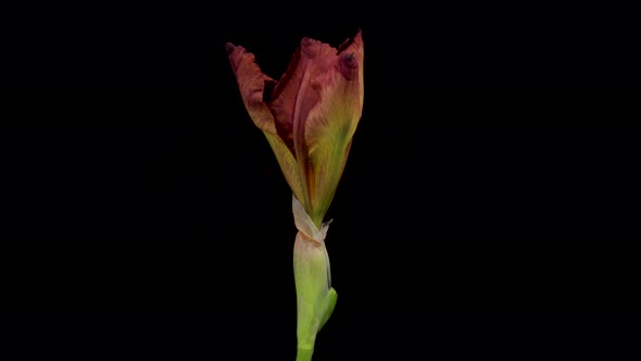 Timelapse of Growing Iris Flower