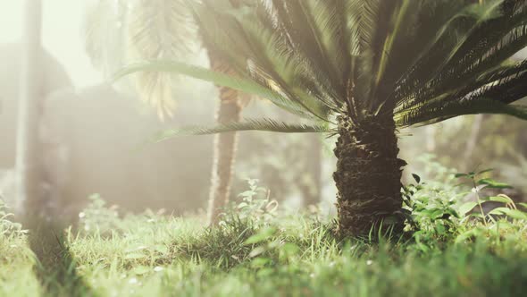 Tropical Garden with Palm Trees in Sun Rays