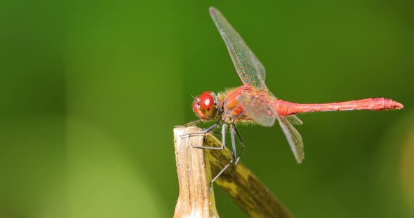 Scarlet Dragonfly Crocothemis Erythraea is a Species of Dragonfly in the Family Libellulidae