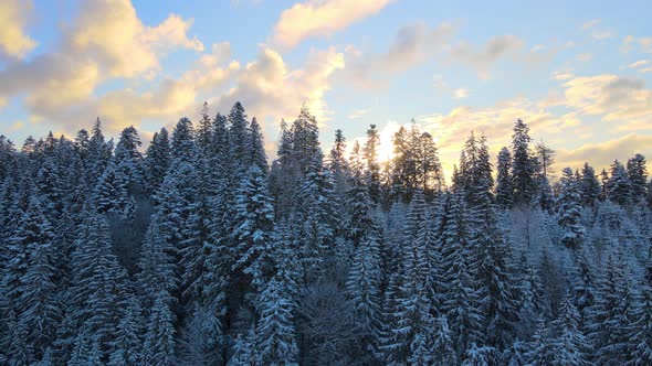 Aerial winter landscape with spruse trees of snow covered forest in cold mountains in the evening.