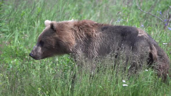 a brown bear in Alaska