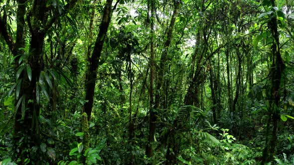 Going through a secondary rainforest with small trees covered in vines