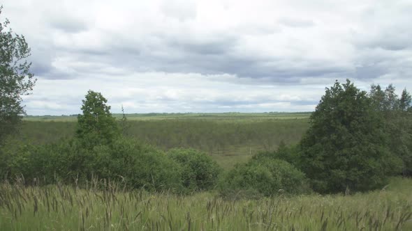 A landscape shot of latvian nature with trees in an island in the middle of a swamp and the wind