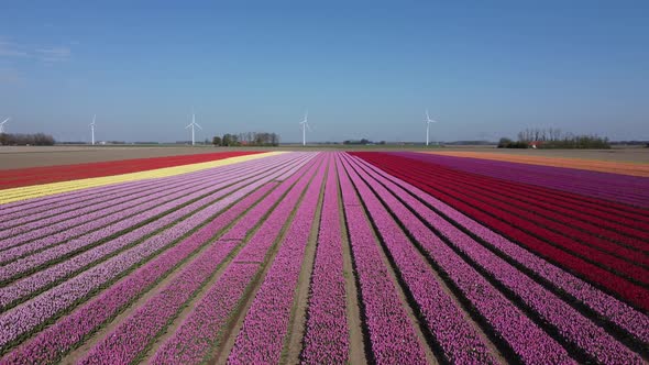 Colorful flowerfields with blooming tulips in the Flevopolder of the Netherlands