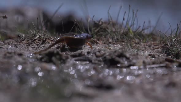 tadpoles, young frogs