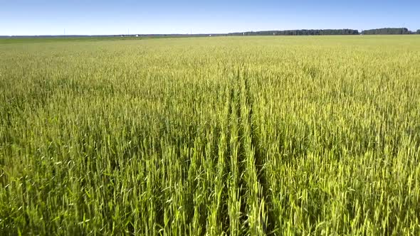 Boundless Golden Wheat Field Against Green Forest on Horizon