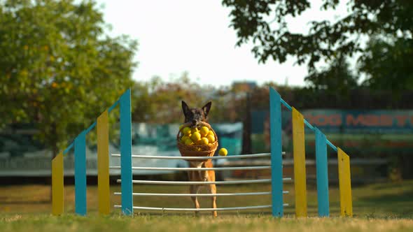 Belgian malinois jumping over a fence, Ultra Slow Motion
