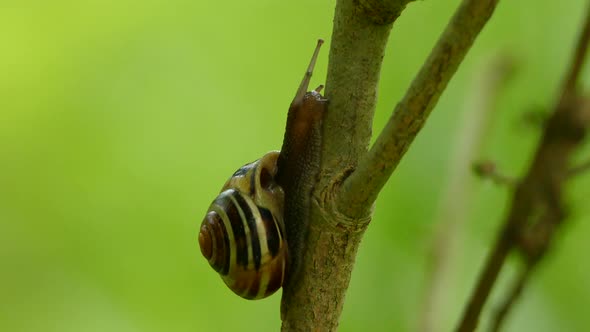 Macro shot of a snail inching up a branch of a brush in the middle of the forest with green bocha in