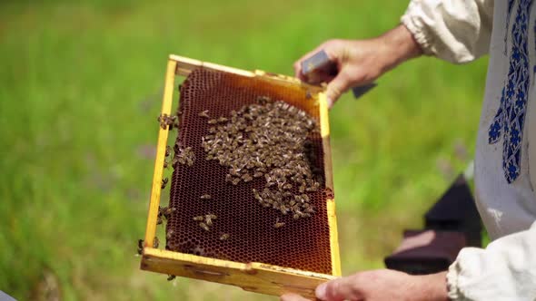 Opening beehive at the apiary. Beekeeper keeps a honey cell with bees in his hands