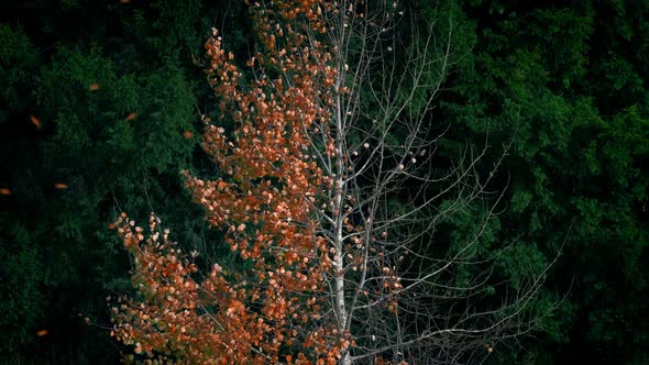 Leaves Blowing Off Tree In Autumn