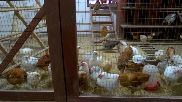 Many Chickens in Hen House at Poultry Farm