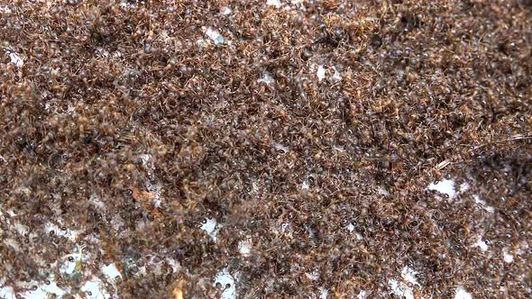 Ants Swarm Covering The Entire Surface