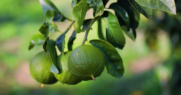 Bergamot Italian Fruit