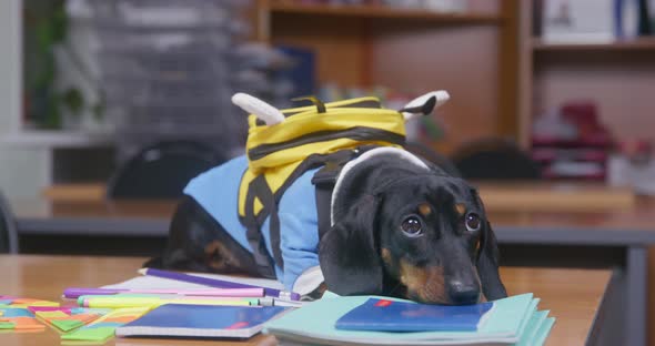 Dachshund Puppy in Uniform and with Backpack Behaved Badly or Did Not Do Homework so It Was Punished
